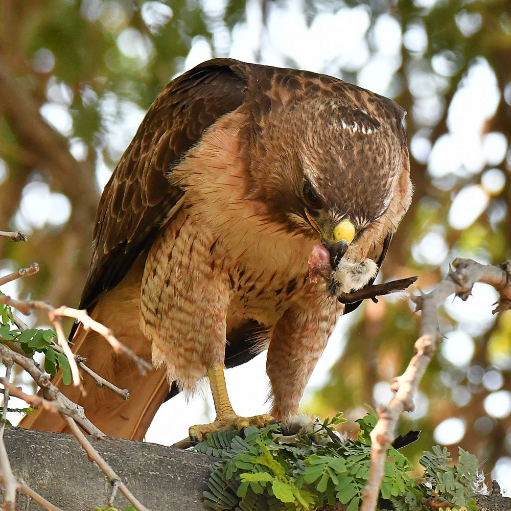 Hawk15.jpg