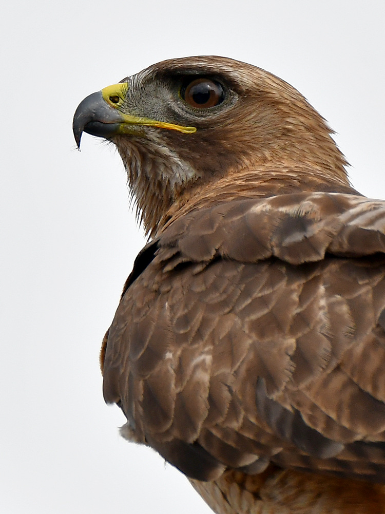 Hawk15.jpg