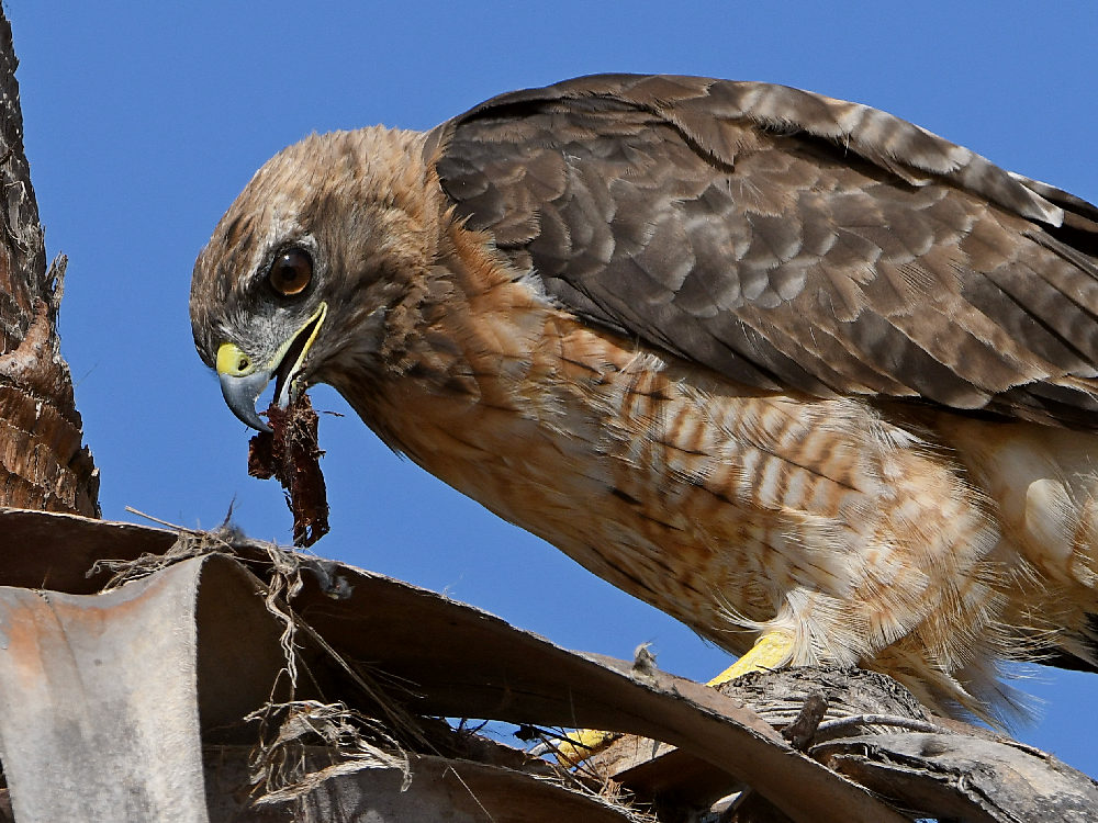 Hawk15.jpg