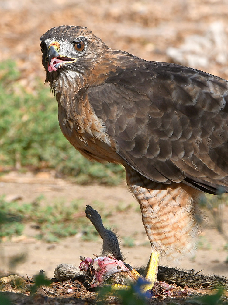 Hawk15.jpg