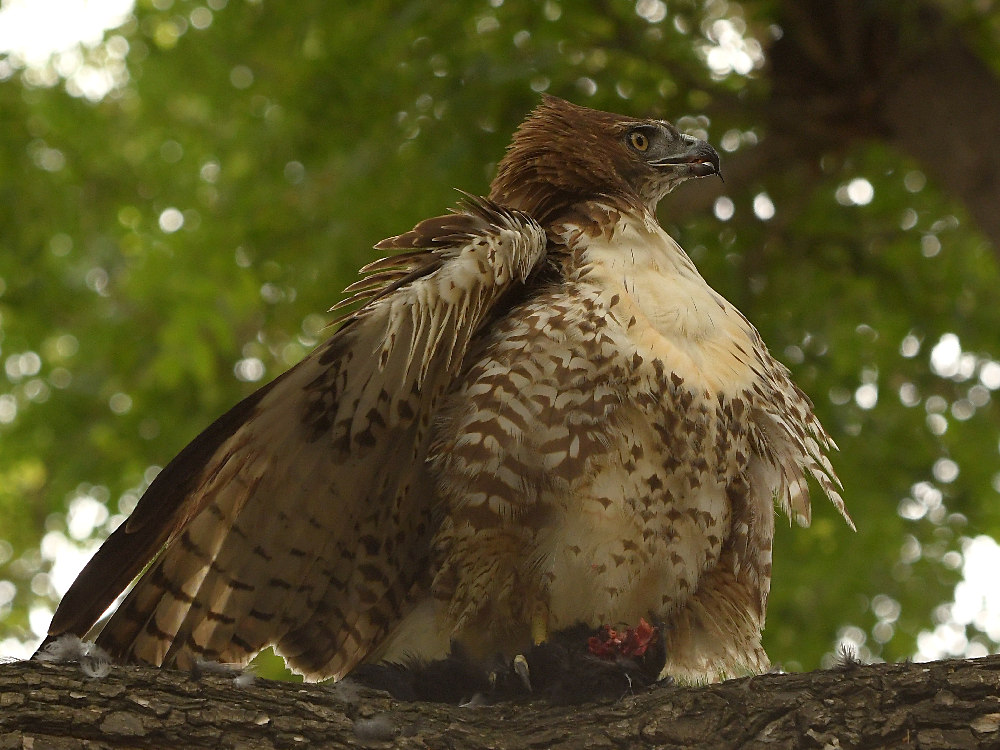 Hawk15.jpg