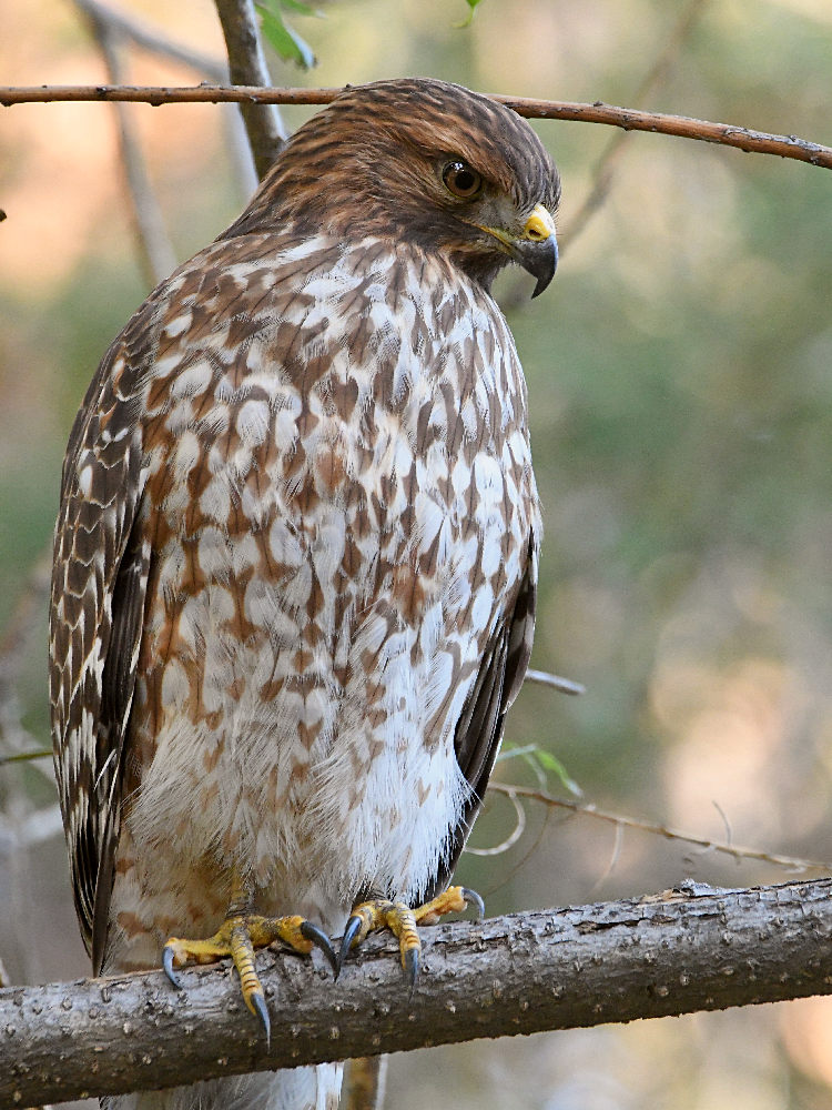 Hawk15.jpg