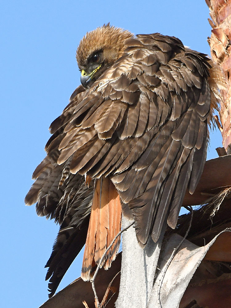 Hawk15.jpg
