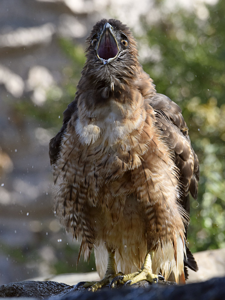 Hawk15.jpg