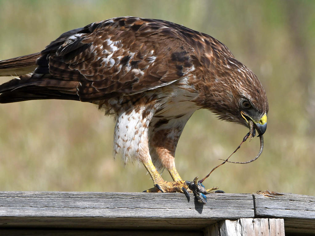 Hawk15.jpg
