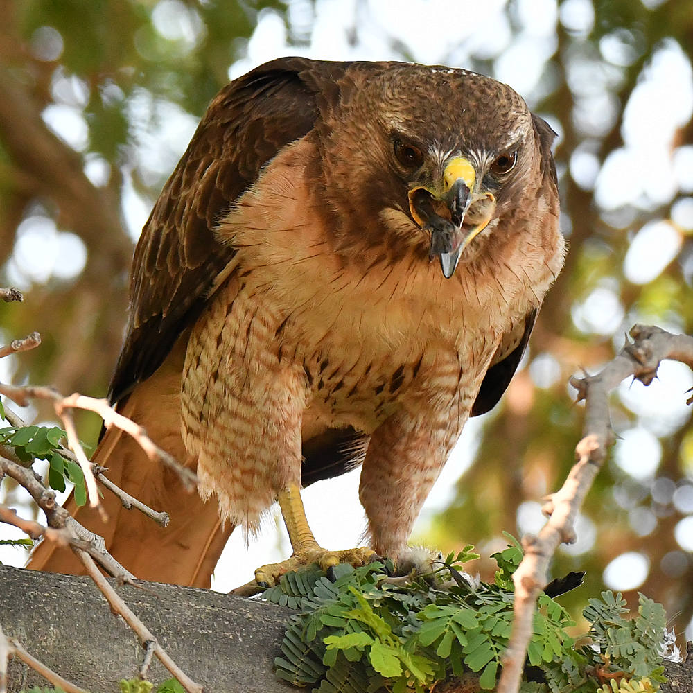 Hawk16.jpg