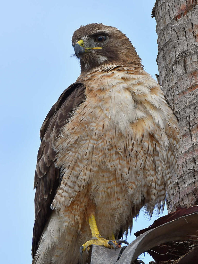 Hawk16.jpg