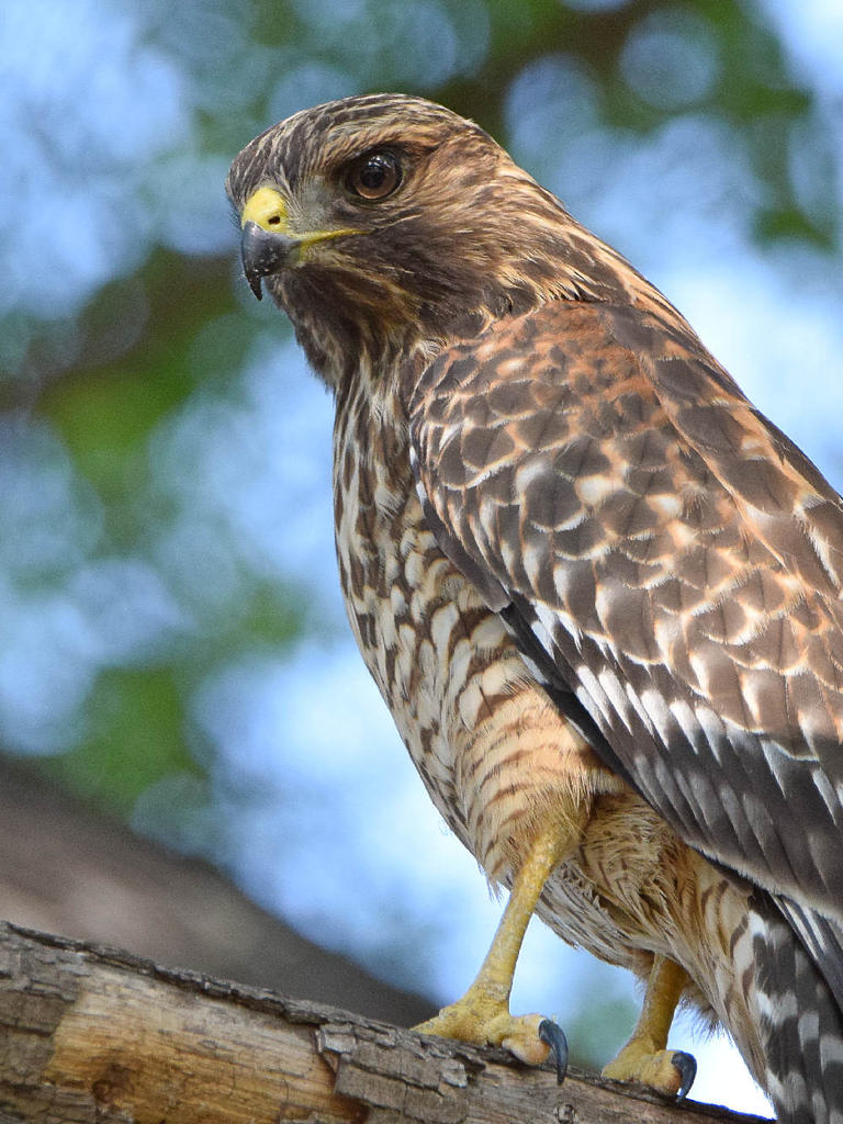 Hawk16.jpg