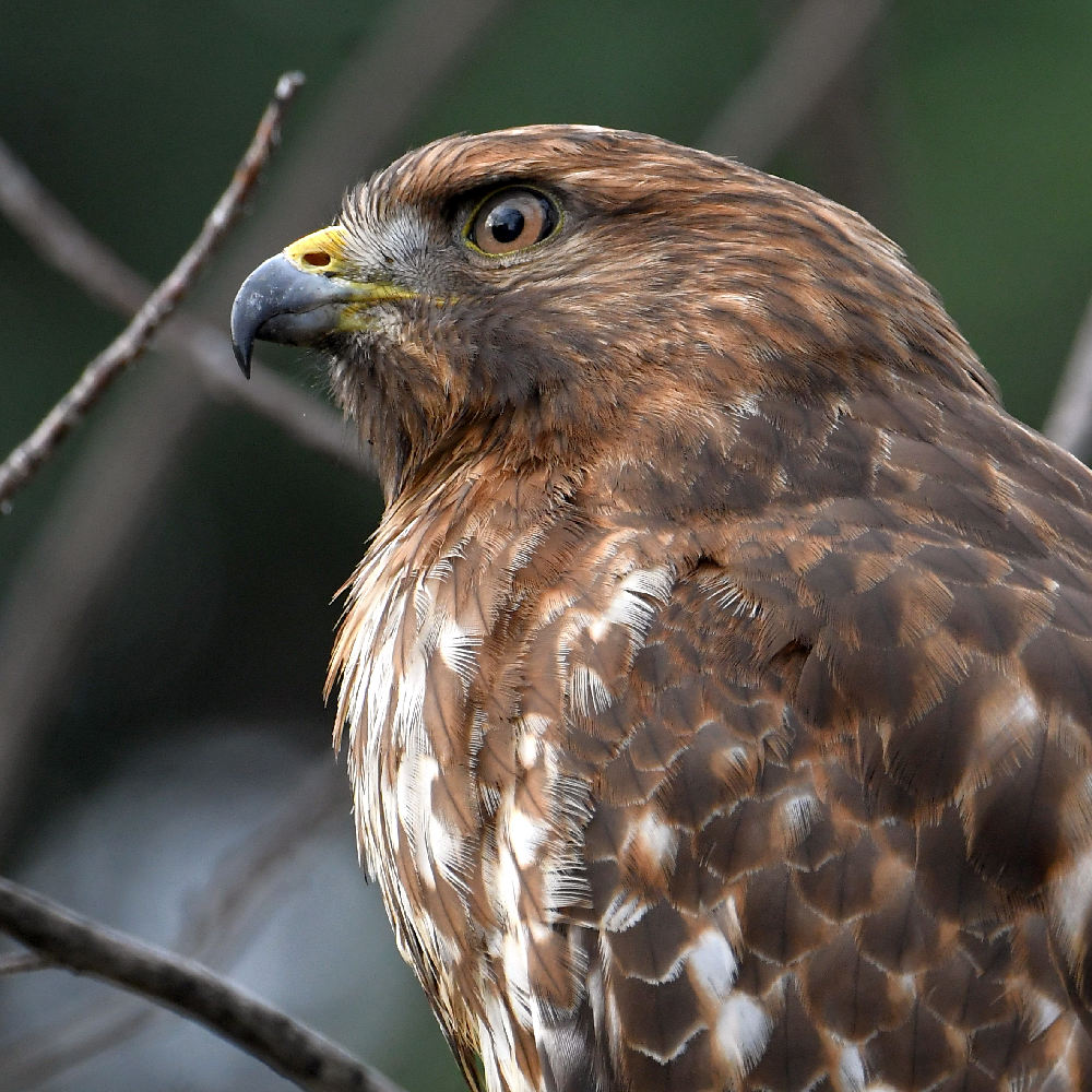 Hawk16.jpg