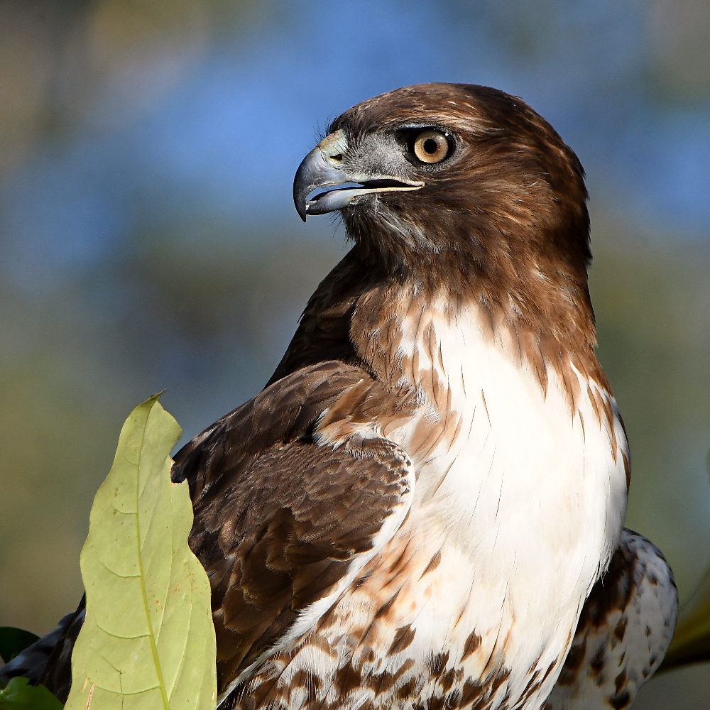 Hawk16.jpg