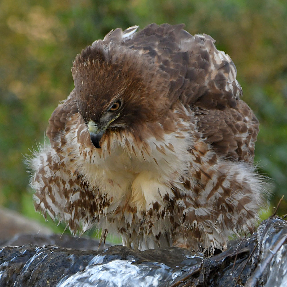 Hawk16.jpg