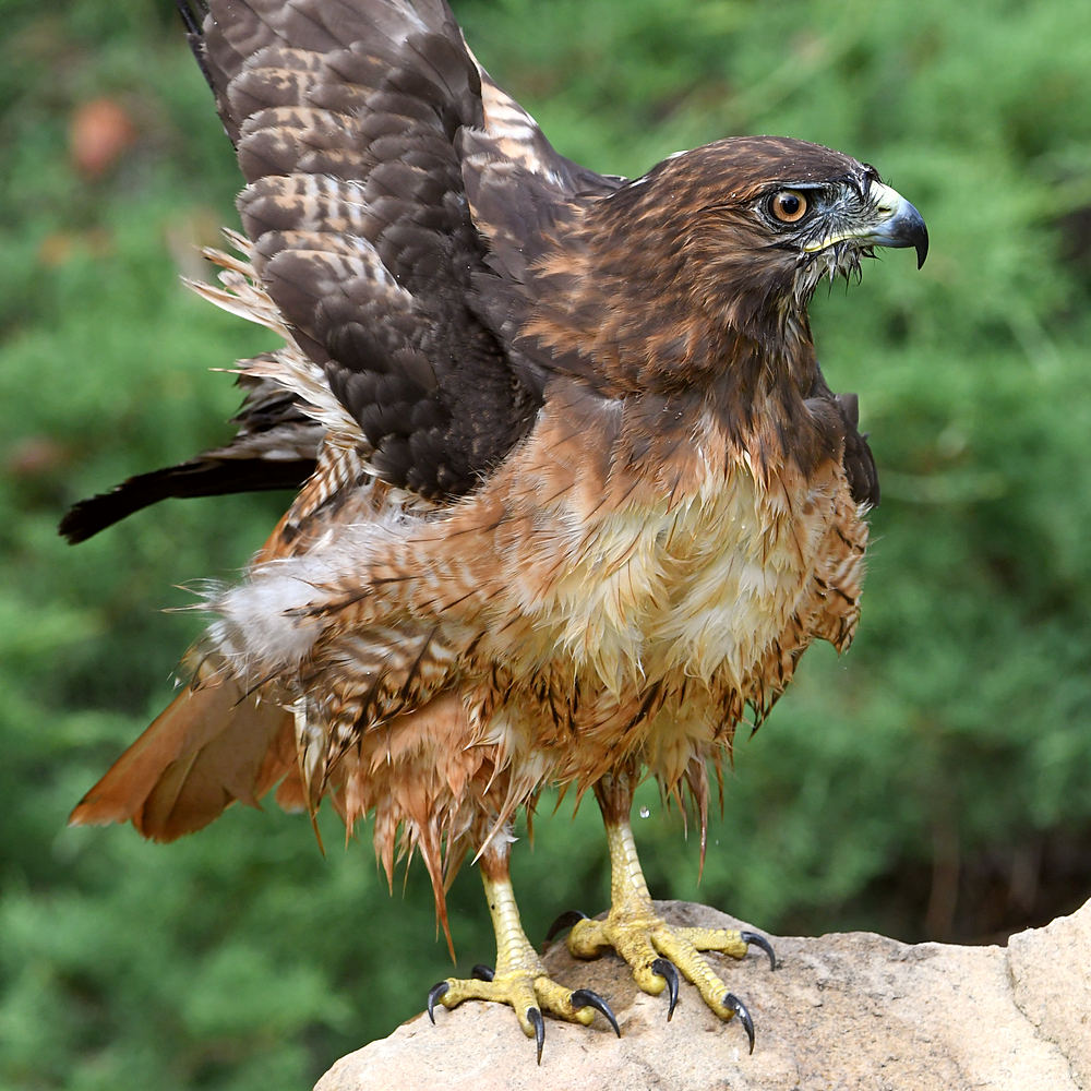 Hawk16.jpg