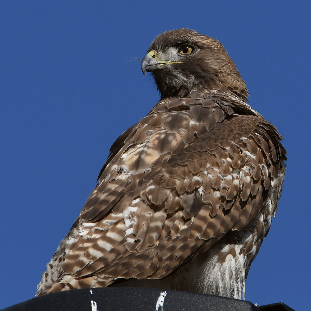 Hawk16.jpg