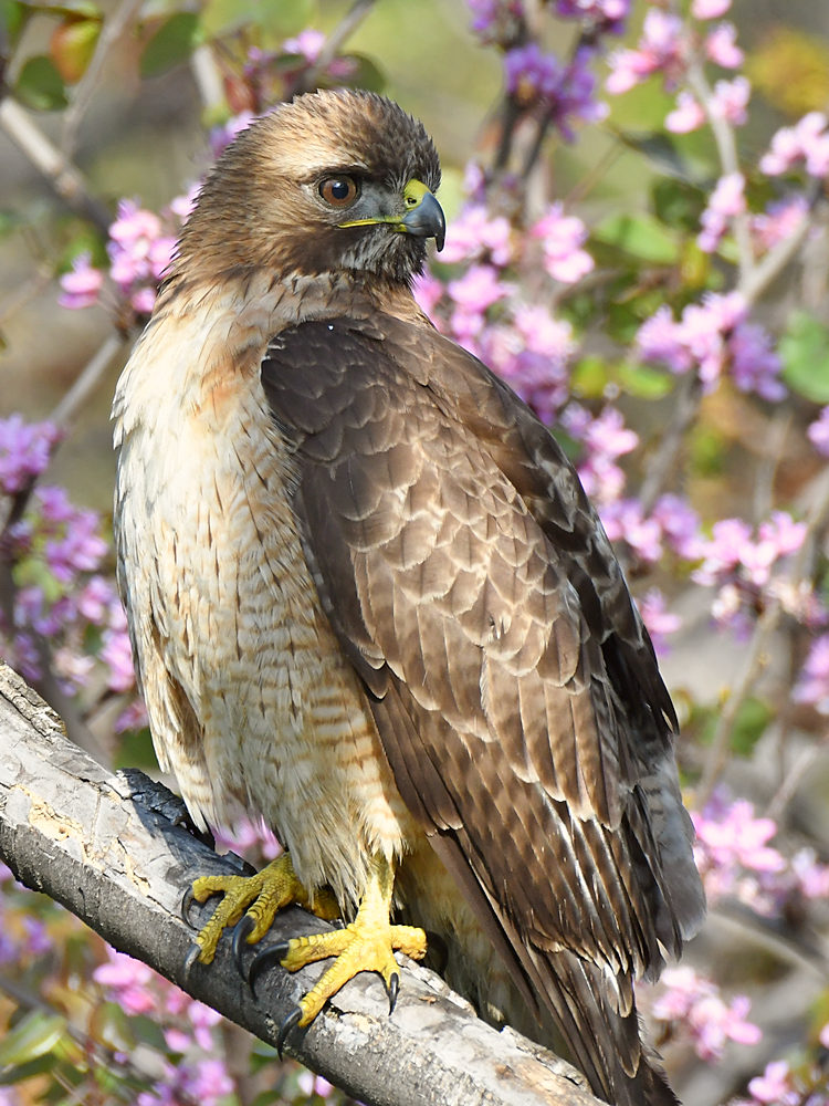 Hawk17.jpg
