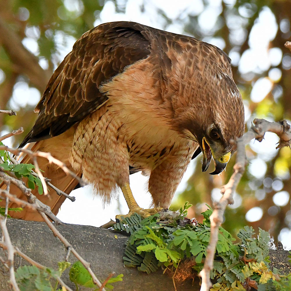Hawk17.jpg