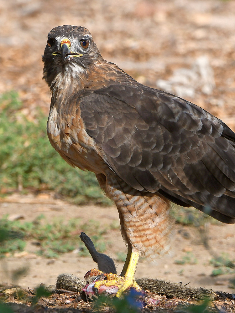 Hawk17.jpg