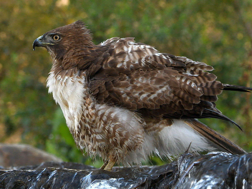 Hawk17.jpg