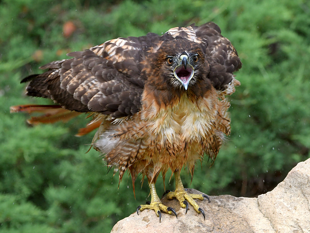 Hawk17.jpg