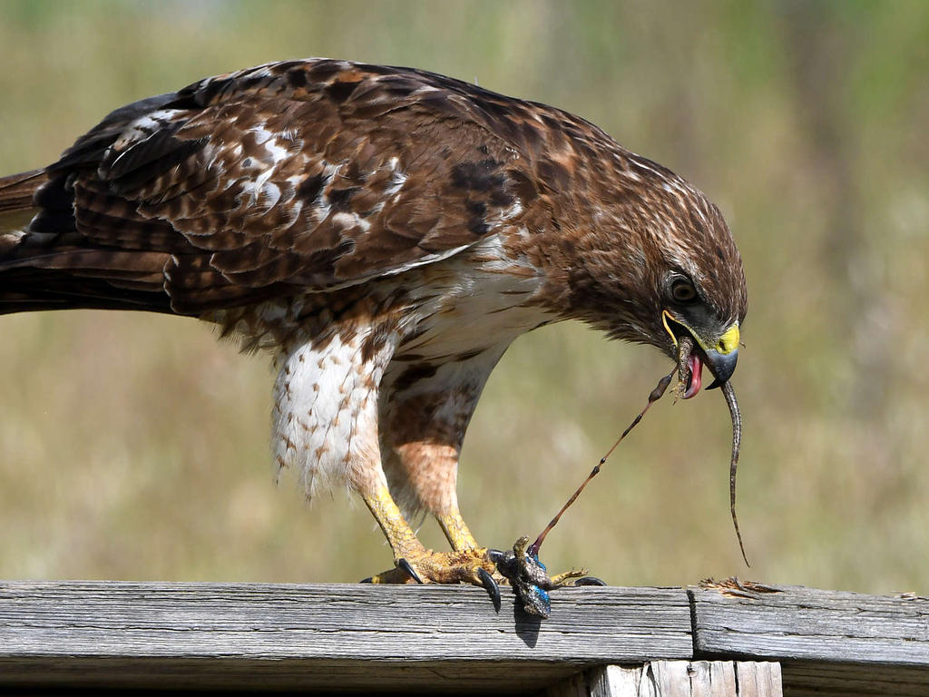 Hawk17.jpg