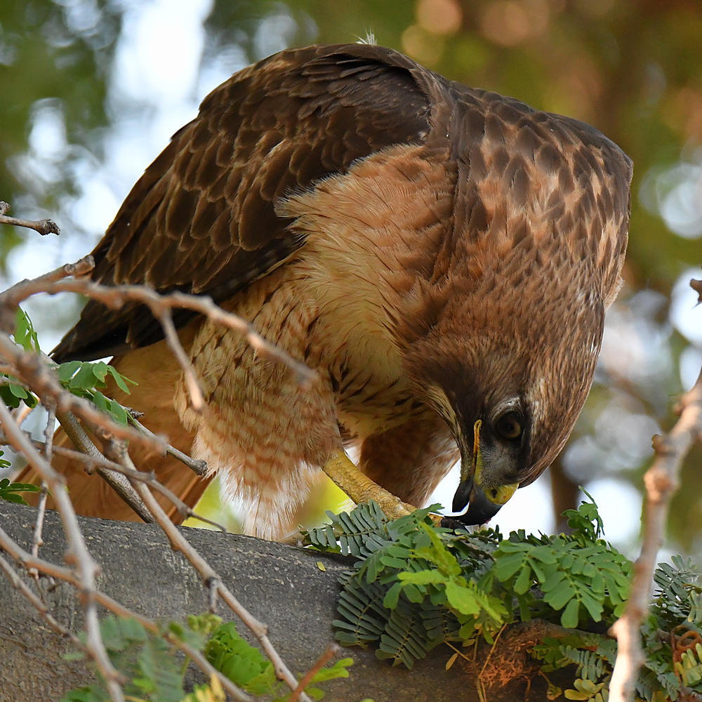 Hawk18.jpg