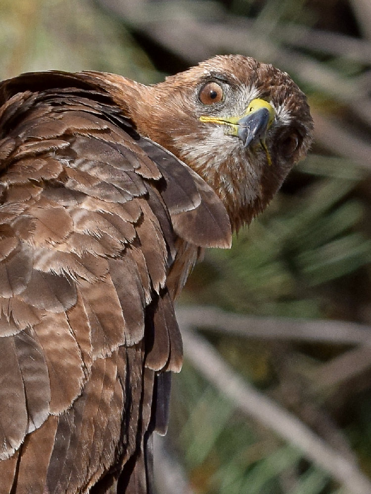 Hawk18.jpg