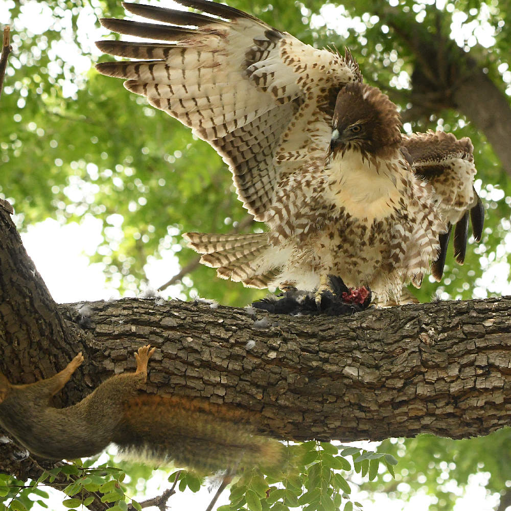Hawk18.jpg