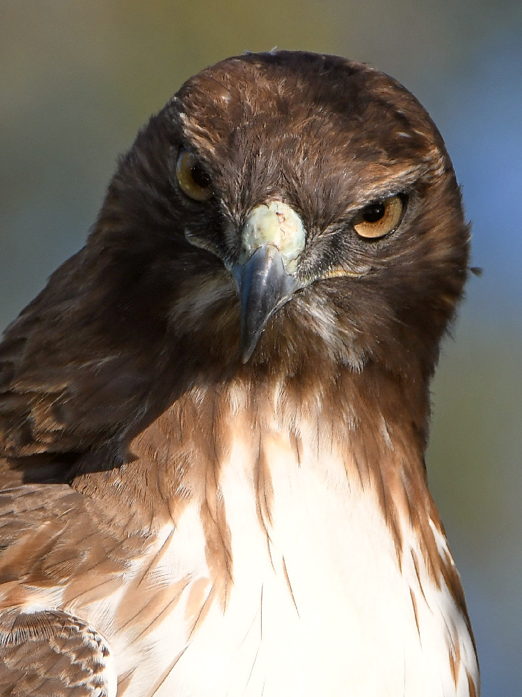 Hawk18.jpg