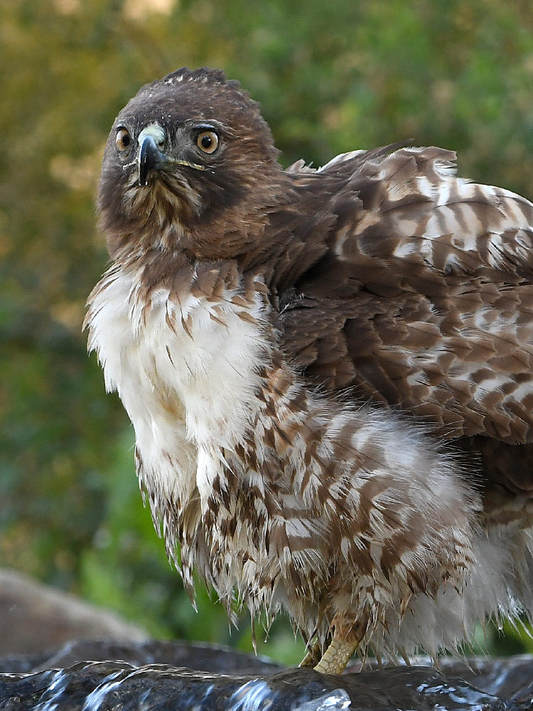 Hawk18.jpg