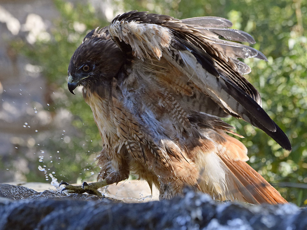 Hawk18.jpg