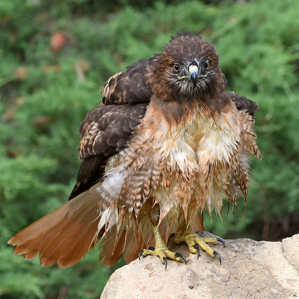 Hawk18.jpg