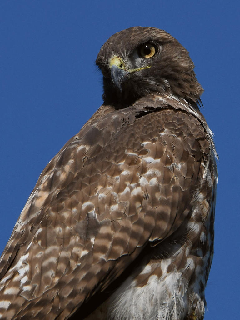 Hawk18.jpg