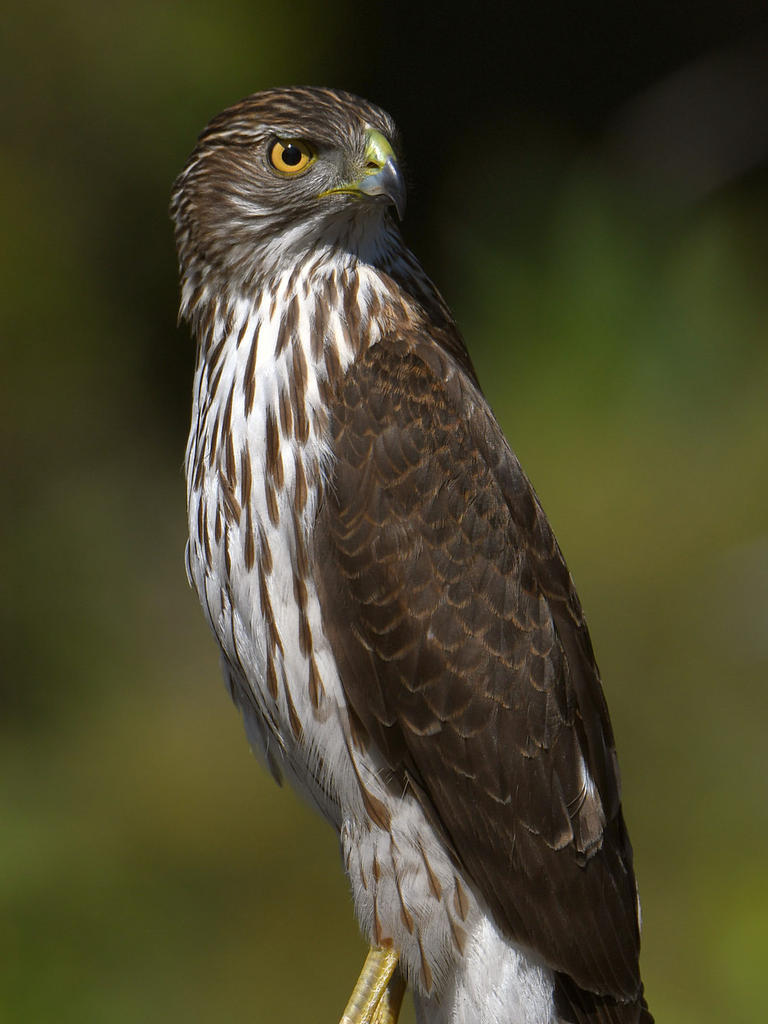 Hawk18.jpg