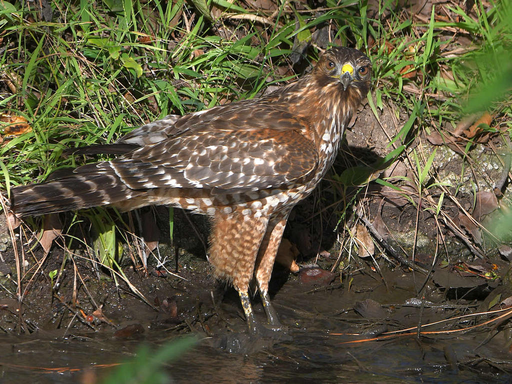 Hawk18.jpg