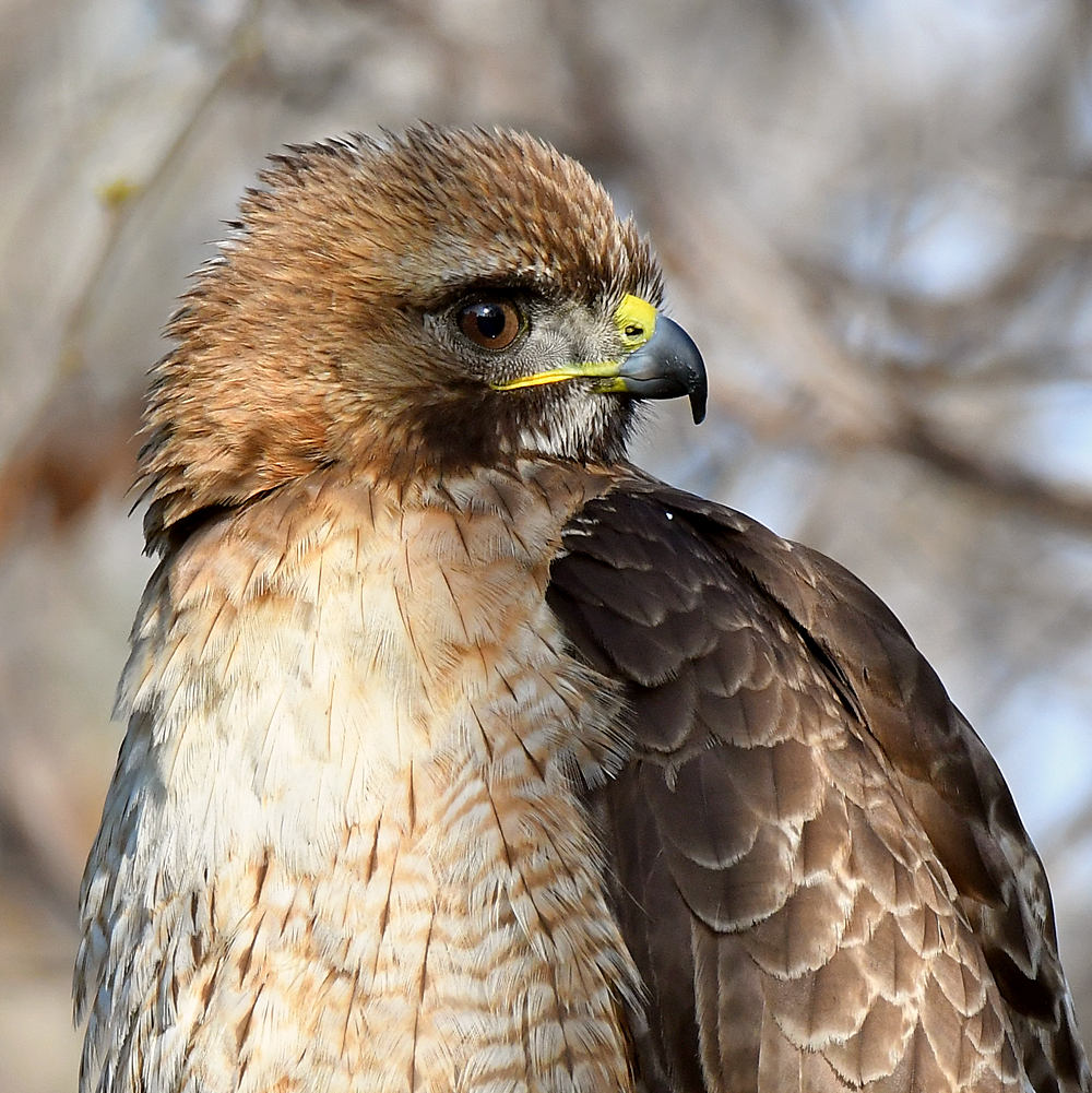 Hawk19.jpg