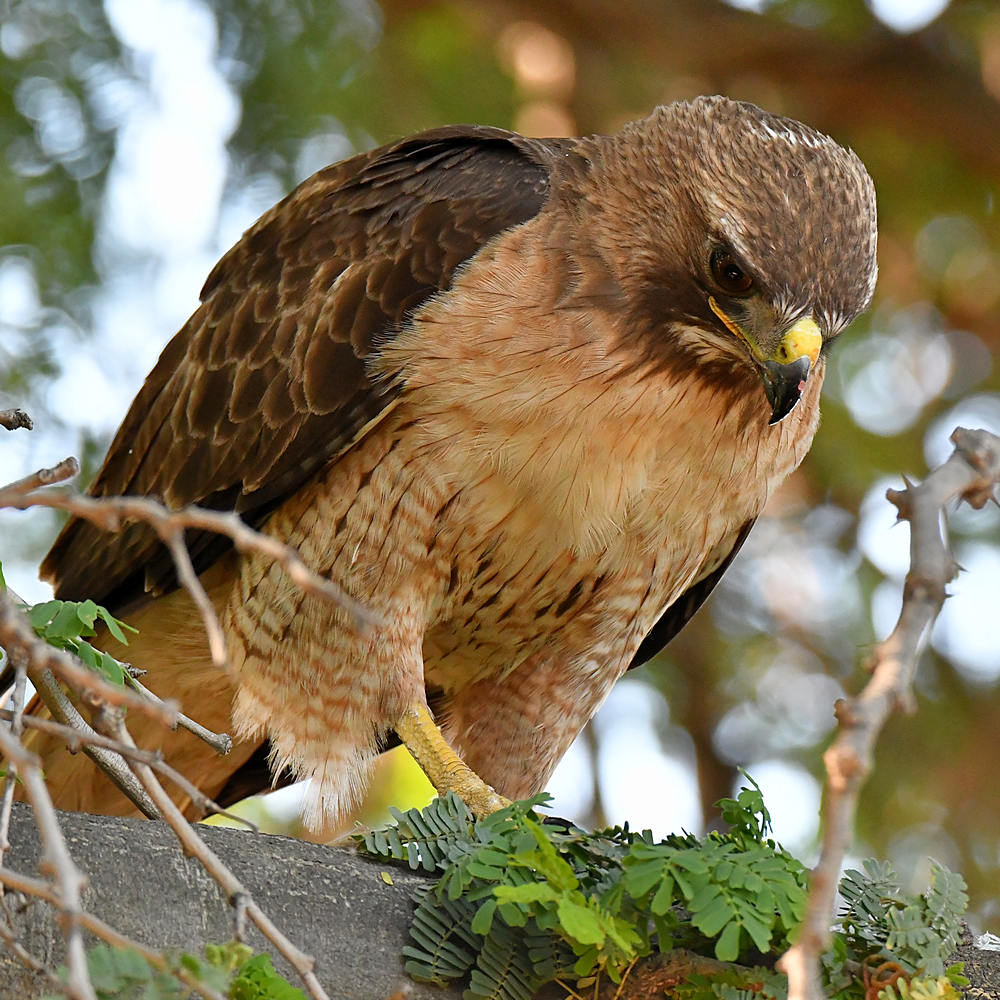 Hawk19.jpg