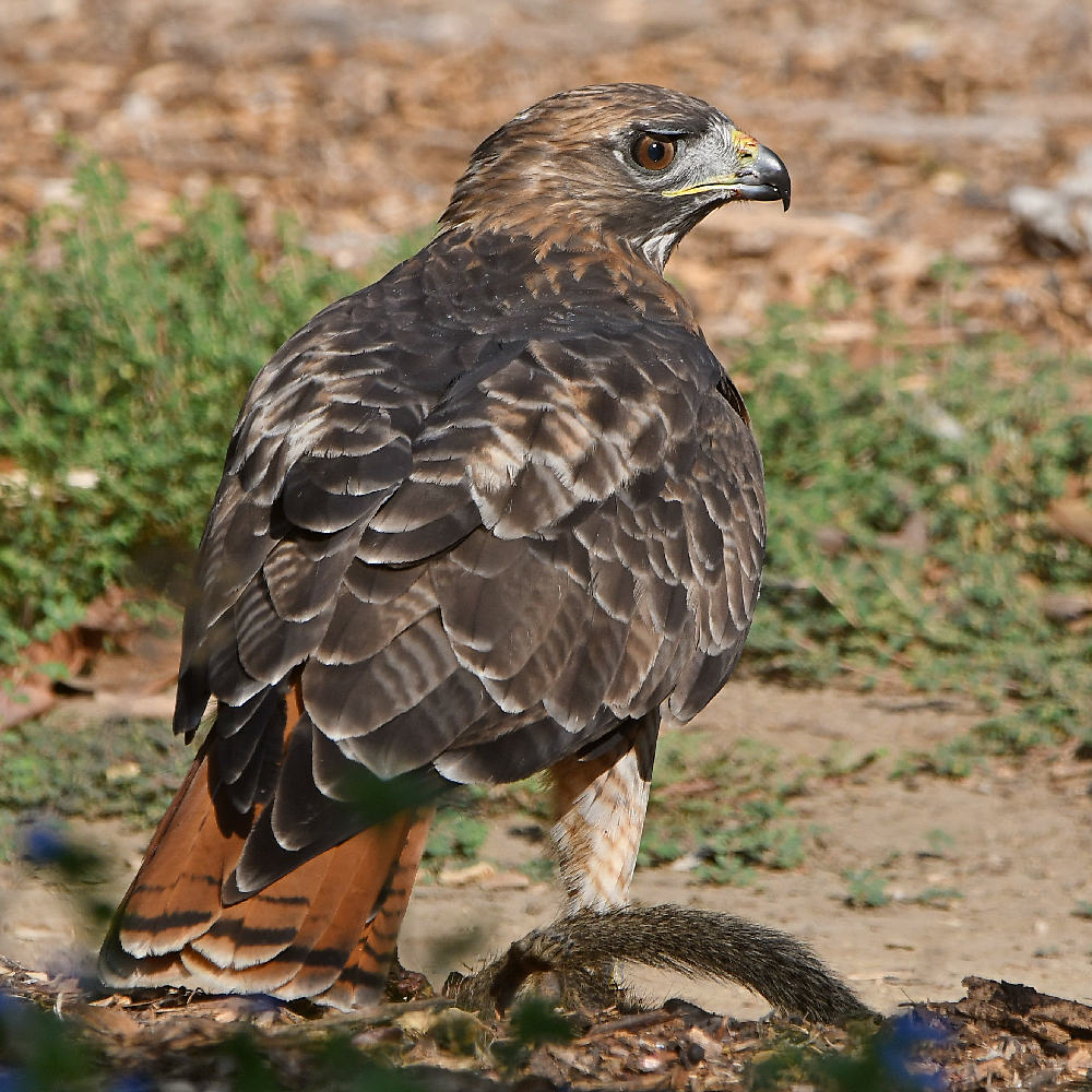 Hawk19.jpg