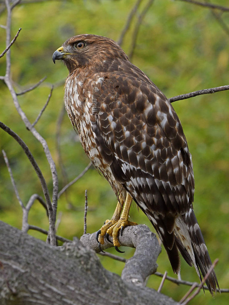 Hawk19.jpg