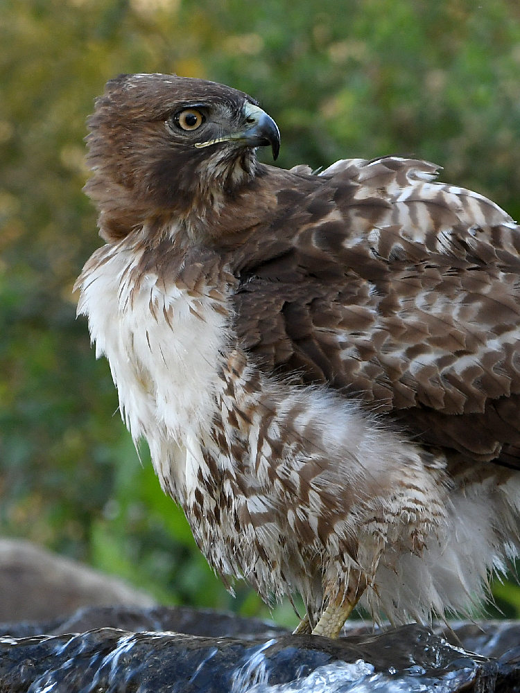 Hawk19.jpg
