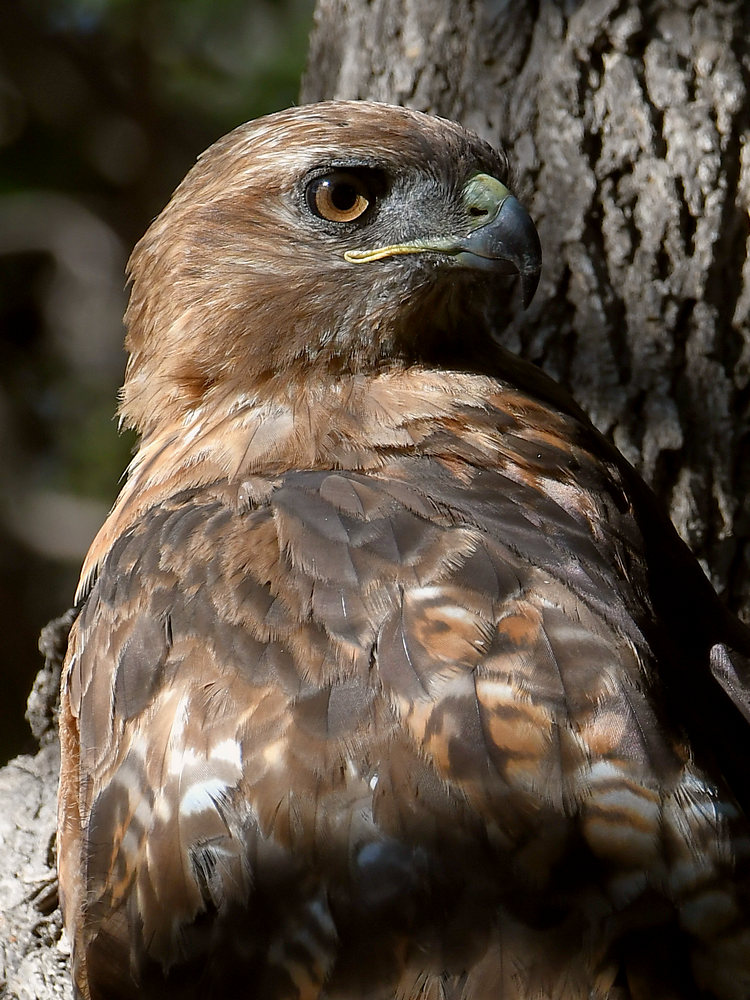 Hawk19.jpg