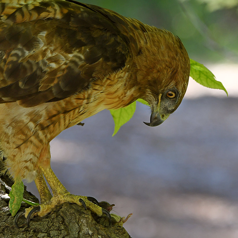 Hawk19.jpg