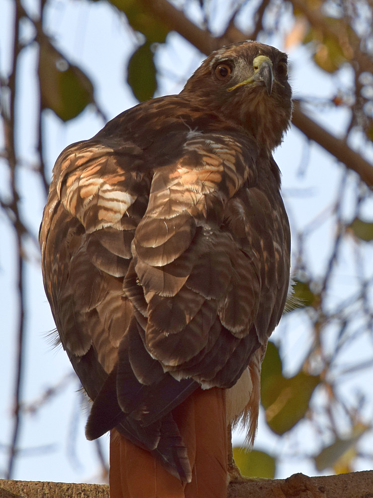 Hawk19.jpg
