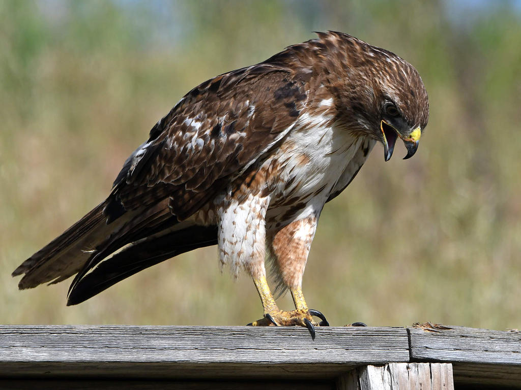 Hawk19.jpg