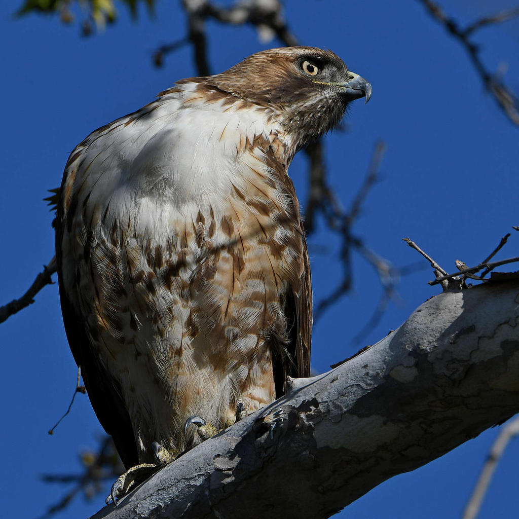 Hawk19.jpg
