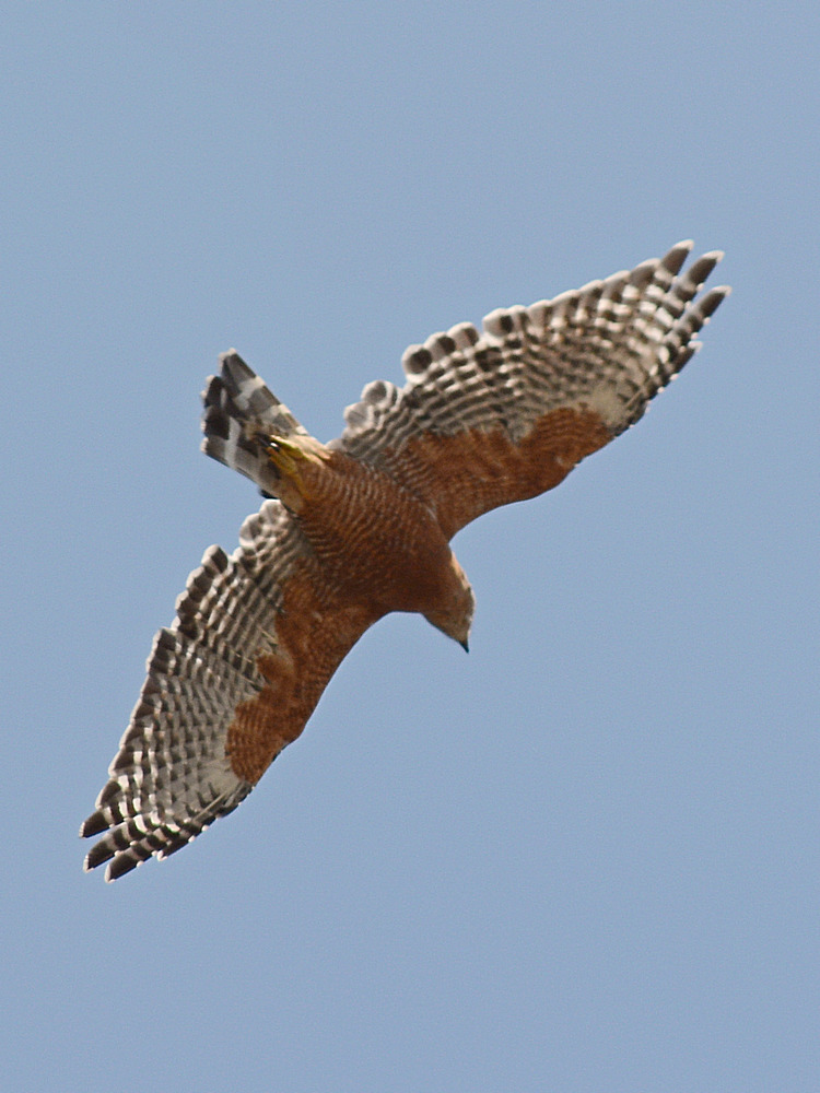 Hawk2.jpg
