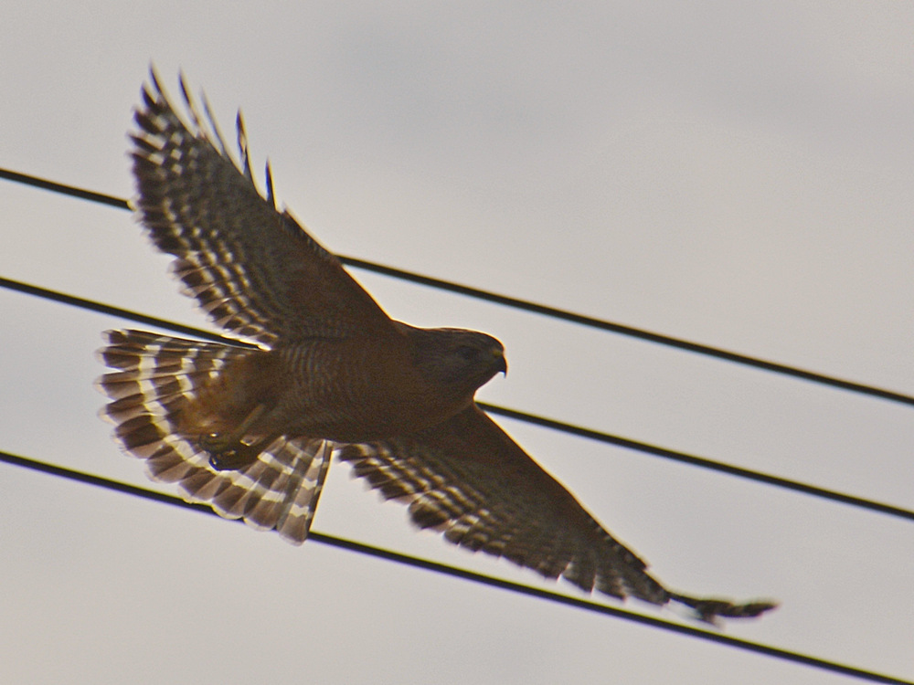 Hawk2.jpg
