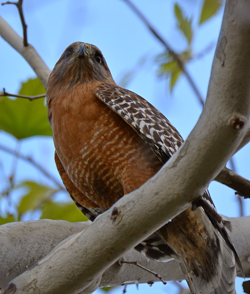 Hawk2.jpg