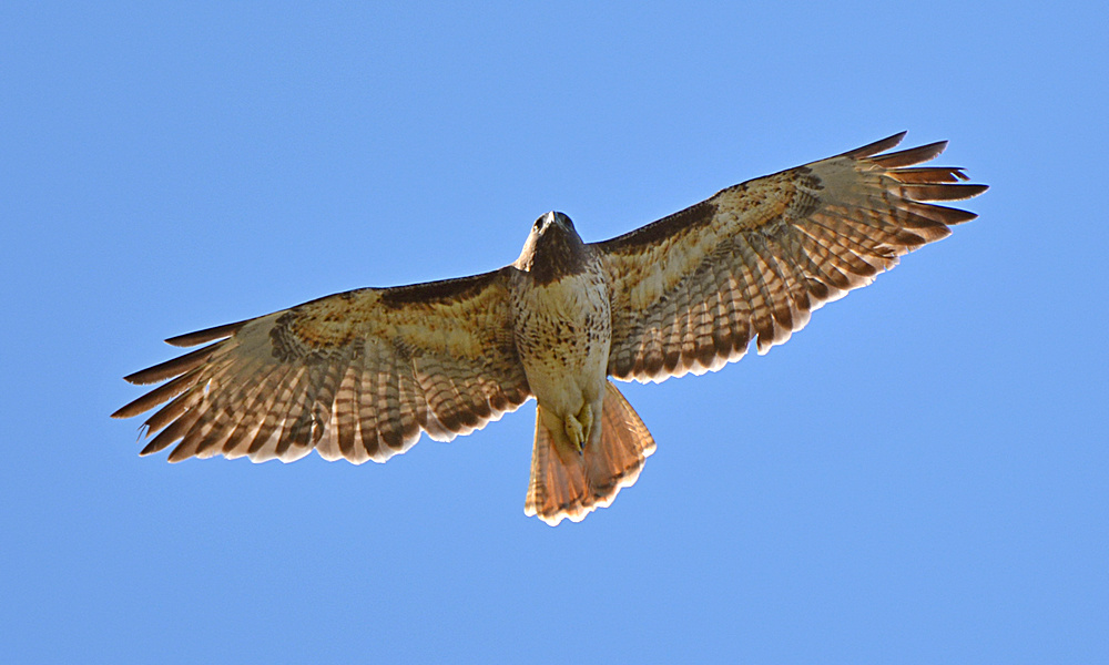 Hawk2.jpg