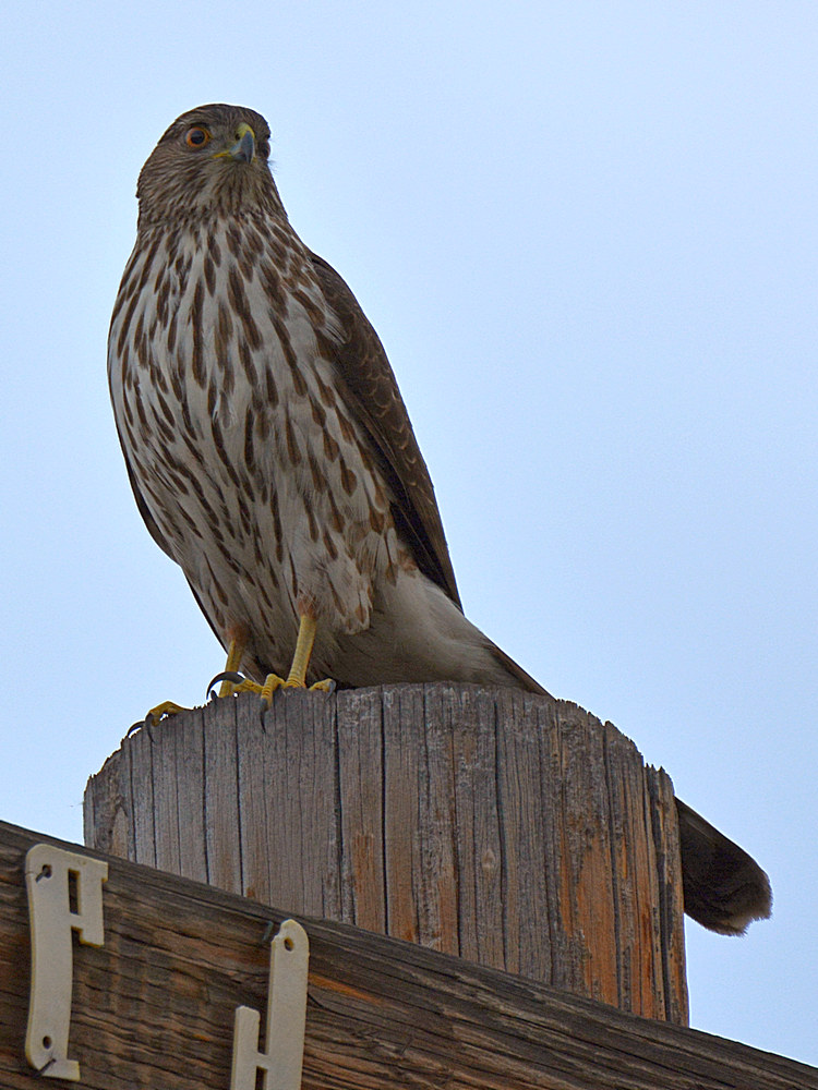 Hawk2.jpg