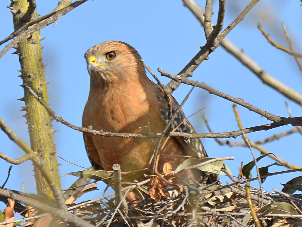 Hawk2.jpg