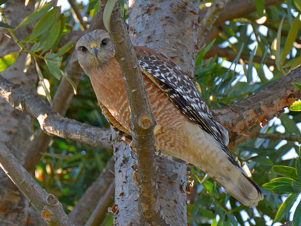 Hawk2.jpg